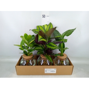 Planten  ..mix