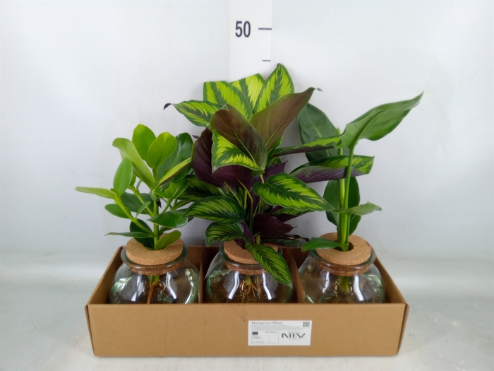<h4>Planten  ..mix</h4>