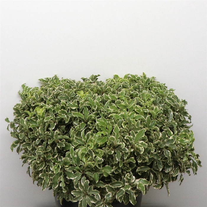 <h4>Pittosporum Nigra 150gram</h4>