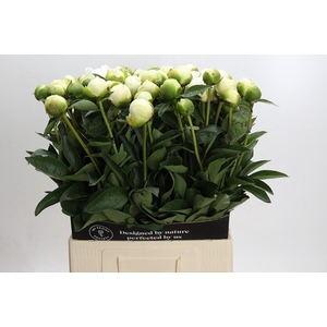 Paeonia Bridal Shower