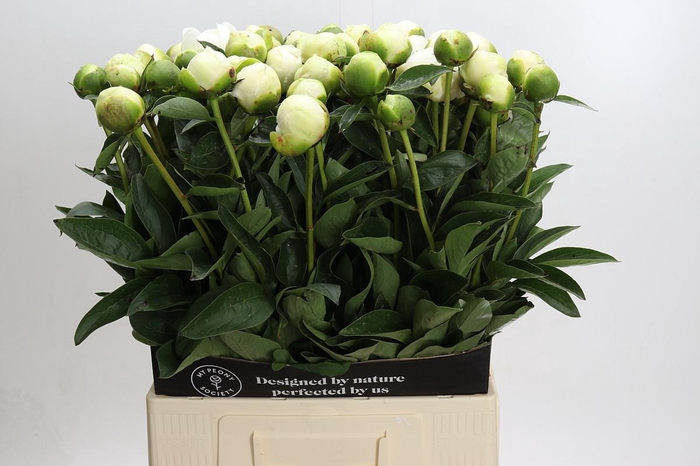 <h4>Paeonia Lact. Bridal  Shower</h4>