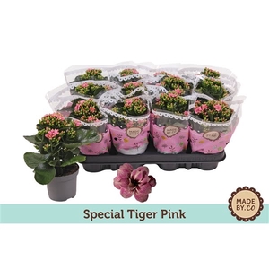 Kalanchoë Special Tiger Pink