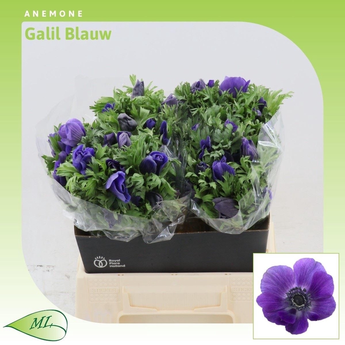 <h4>Anemone Galil Blauw</h4>