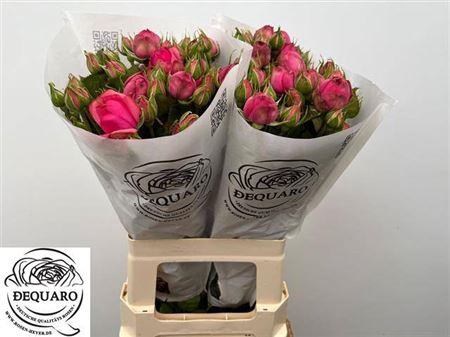 <h4>R Tr Pink Piano Freil</h4>
