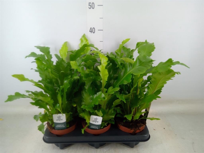 <h4>Asplenium nidus 'Campio'</h4>