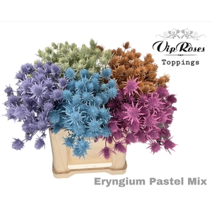 Eryngium Supernova Pastelmix 60cm