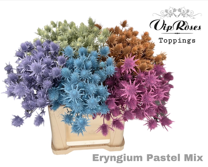 <h4>ERYNGIUM SUPERNOVA PASTELMIX 60cm</h4>