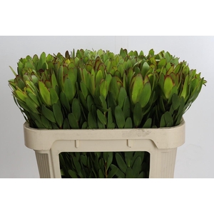Leucadendron Goldstrike