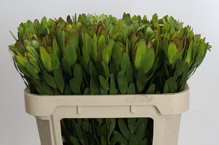 <h4>Leucadendron Goldstrike</h4>