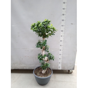 Ficus microcarpa 'Ginseng'