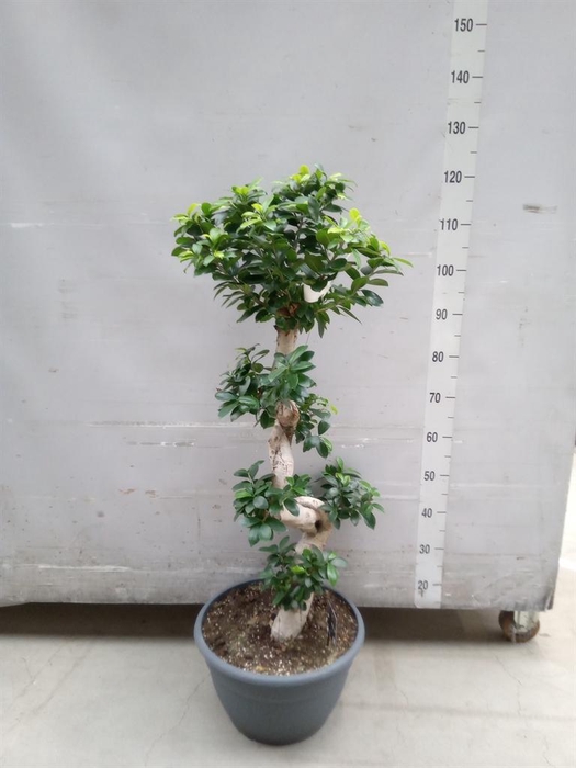 <h4>Ficus microcarpa 'Ginseng'</h4>