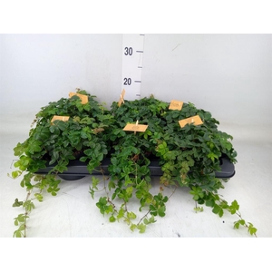 Parthenocissus inserta