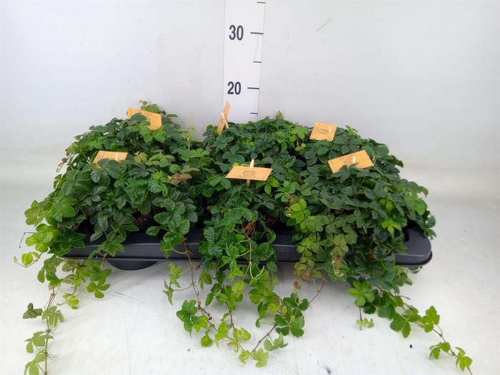 <h4>Parthenocissus inserta</h4>