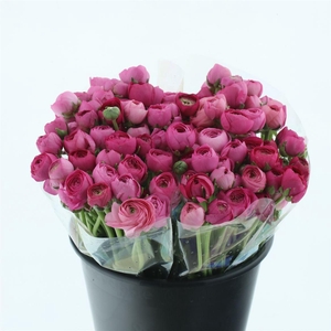 Ran El Sr Dark Pink Extra