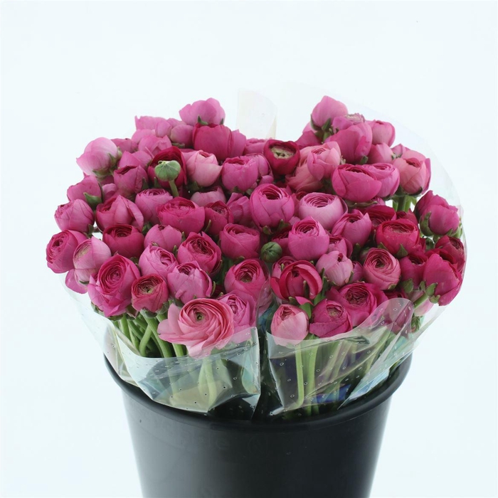 <h4>Ran El Sr Dark Pink Extra</h4>