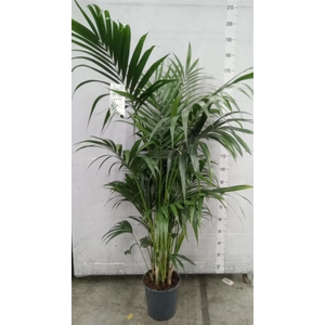 Howea forsteriana