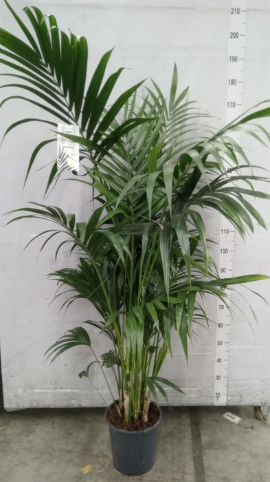 <h4>Howea forsteriana</h4>