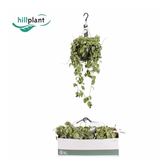 <h4>PEP VARIEGATA</h4>