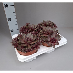 Succulents   ...