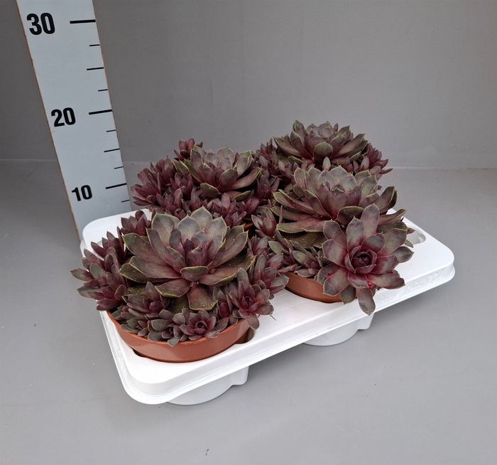 <h4>Succulents   ...</h4>