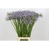 Agapanthus Silberpfeil