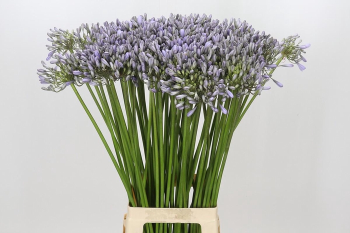 Agapanthus Silberpfeil