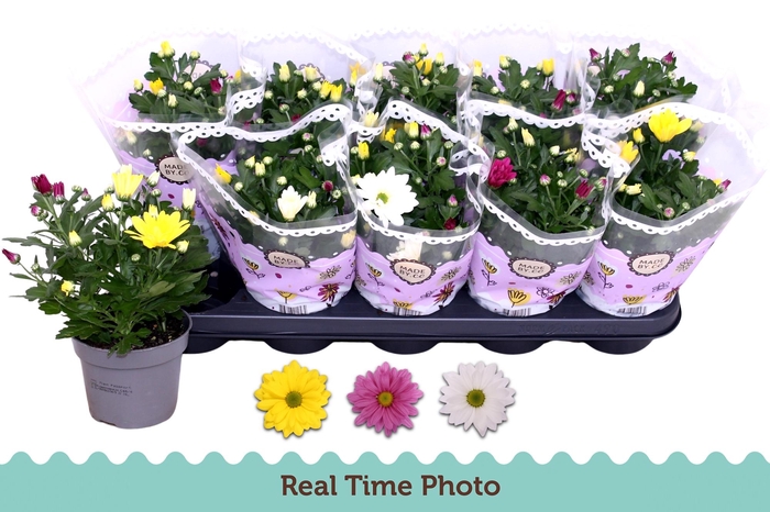 <h4>CHRYS GEM IN POT</h4>