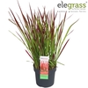 Imperata cylindrica Red