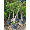 Ficus Carica Op Stam Extra Size P100 H250/280 Nr15
