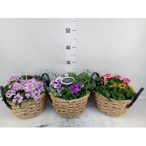 Arr.   Perkplanten L%