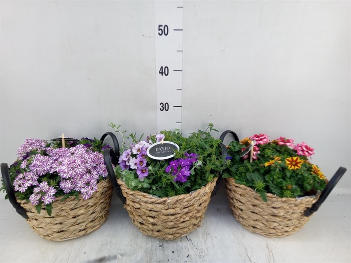 <h4>Arr.   Perkplanten L%</h4>