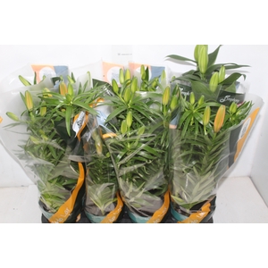 LIRIO VARIADO P15