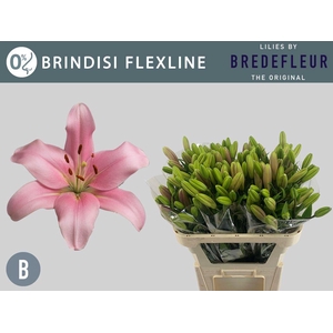 LI LA BRINDISI FLEXLINE