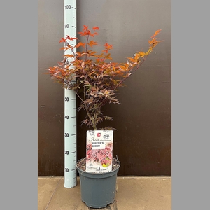 ACER PA SKEET BROOM