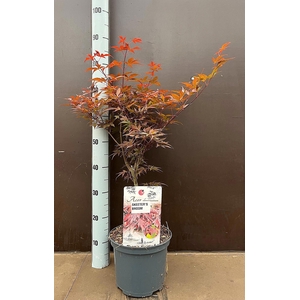 ACER PA SKEET BROOM