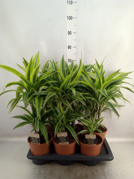 <h4>Dracaena fr de 'LemonLime'</h4>