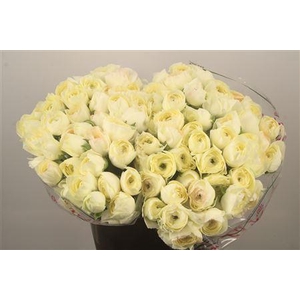 Ran. Su Vanilla Sec X50