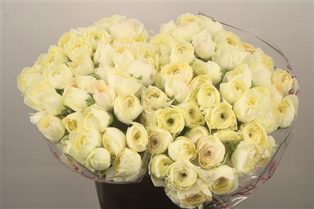 <h4>Ran. Su Vanilla Sec X50</h4>