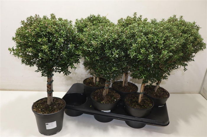 <h4>arr8 Myrtus Com</h4>