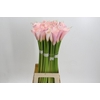 Zantedeschia Eydolls Pink