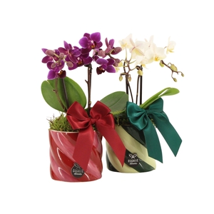 61775: X-mas arrangement