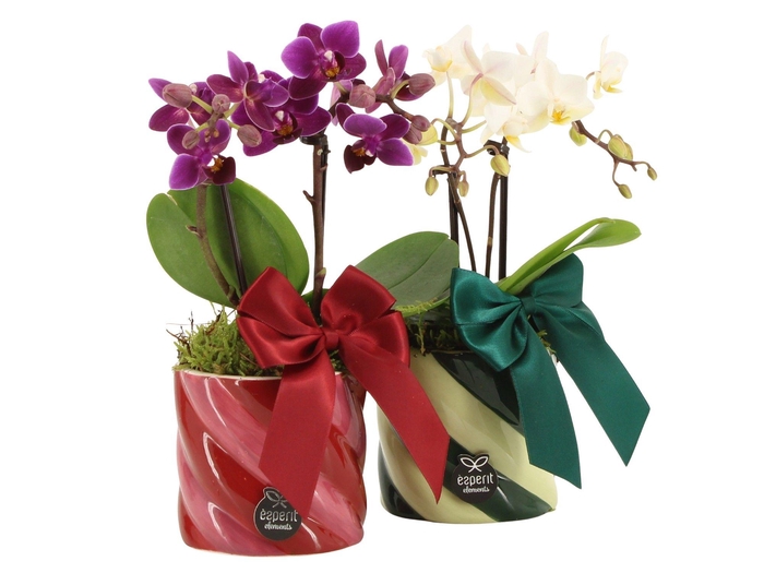 <h4>61775: X-mas arrangement</h4>