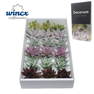 Echeveria Glitter Mix Lovely Christmas Wincx-8cm