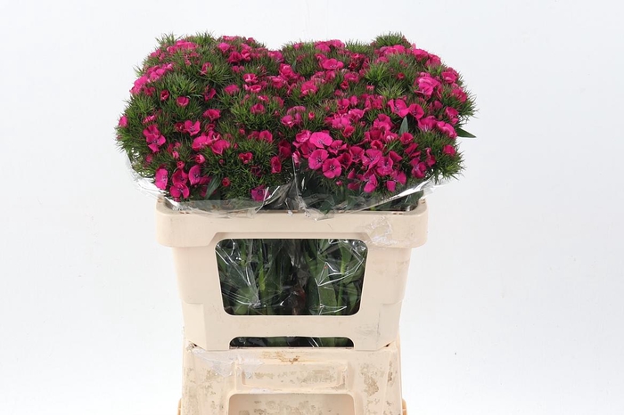 <h4>Di Barb Lord</h4>