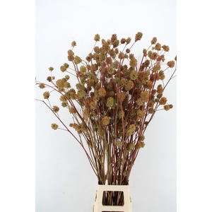 GLYCYRRH YUNNANEN ZD 130CM