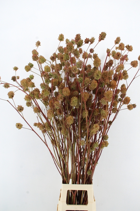 <h4>GLYCYRRH YUNNANEN ZD 130CM</h4>