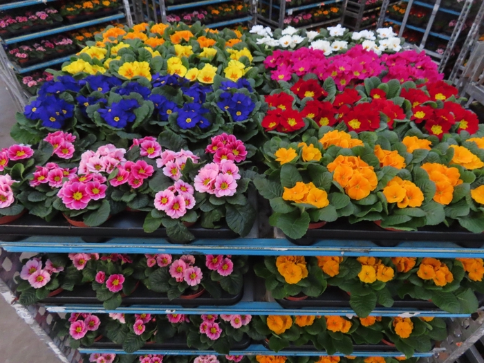 <h4>PRIM AC MIXK</h4>