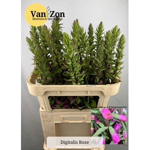 DIGI PURPUREA