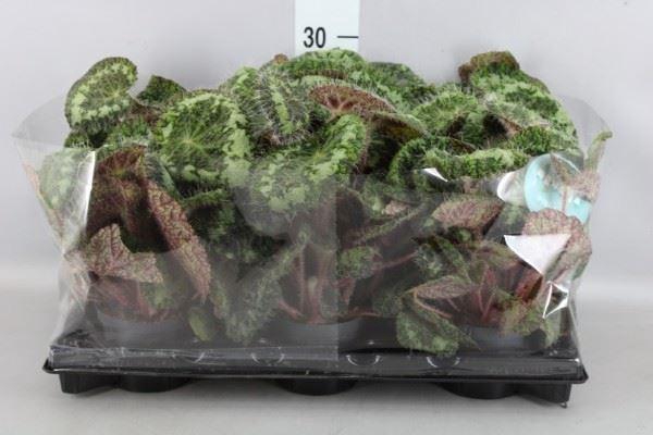 <h4>Begonia BD ...</h4>