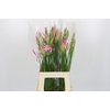 Nerine Bicolor Lipstick